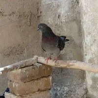 کفتر تهرونی