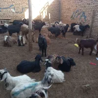 بز جوان داشتی