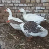 غاز تخم گذار و خوش رنگ  جوان