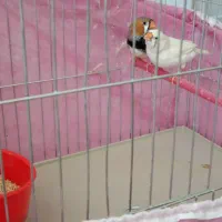 فنچ کینگ انگلیسی|پرنده|خرمآباد, |دیوار