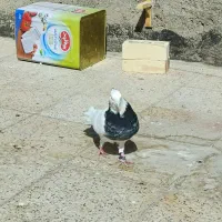 کفتر|حیوانات|مشهد, شهید قربانی|دیوار