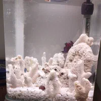 ماهی فایتر ، لوازم آکواریوم ، لوازم اکواریوم|ماهی|رشت, منظریه|دیوار