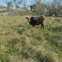 گاو فروشی.چهار ماهه حامله|حیوانات مزرعه|تالش, جوکندان|دیوار