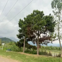 ۲۲۱ متر بنای کلنگی همراه امتیازات و سند تک برگ|فروش زمین و ملک کلنگی|املش, |دیوار
