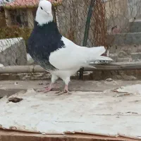 کبوترطوقی|پرنده|صفادشت, |دیوار