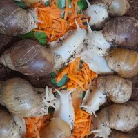 حلزون اچتینا|حیوانات مزرعه|فولادشهر, مسکن مهر فولادشهر|دیوار