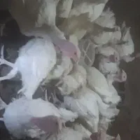 بوقلمون پرورشی