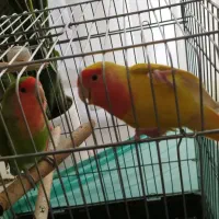 پرنده طوطی برزیلی|پرنده|ساری, |دیوار