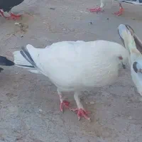 کفتر یا کبوتر نر ماده