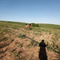 اسب|اسب و تجهیزات اسبسواری|همدان, |دیوار