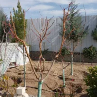 هرس تخصصی و اصولی انواع درختان و حرص بوته انگور