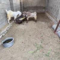 دو عدد پازن سالم و سرحال|حیوانات مزرعه|خورموج, |دیوار