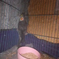 عروس هلندی نر|پرنده|ایرانشهر, |دیوار