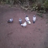 کبوتر