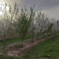 باغرود تالار وصال کوچه شهید عصمتی