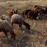 گوسفند بره دار|حیوانات مزرعه|گرمی, |دیوار