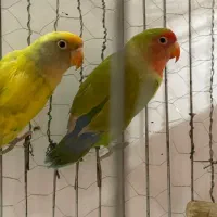 طوطی برزیلی فروش فوری