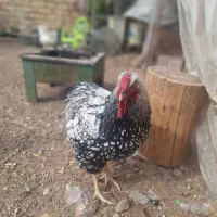 مرغ ویاندوت وگلین