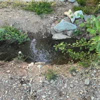 باغ۳۵۰متر جاده چالوس کیلومتر۳۵|فروش زمین و ملک کلنگی|آسارا, |دیوار