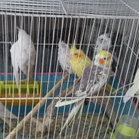 عروس هلندی نر و ماده|پرنده|مشهد, هنرور|دیوار