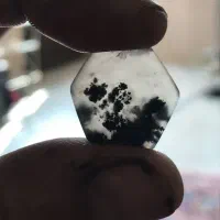 شجر تک درخت بسیار نفیس