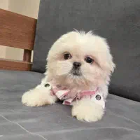 توی پودل فرفری، پبکینیز ، پامر|سگ|تهران, چیتگر شمالی|دیوار