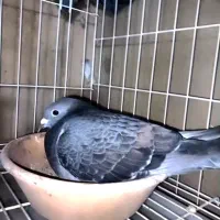پلاکی و جاده و لذت