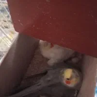 عروس هلندی سالم‌خانگی دارای تخم‌و جوجه