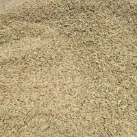 چلتوک بومی