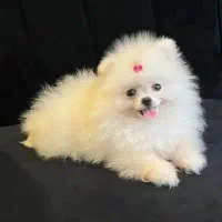 سگ پامر ۵ ماهه پامرانین خرسی عروسکی باکس سگ گربه