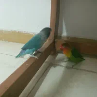 یک جفت طوطی برزیلی|پرنده|رشت, حمیدیان|دیوار