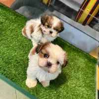 توله سگ پشمالو شیتزو سوپر فِلَت خالص سایز ( صفر )