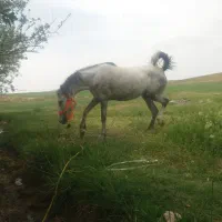 مادیان یه سرعرب