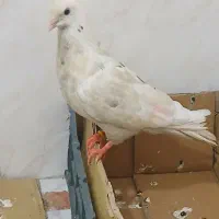 کبوتر نر فرشی