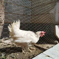 ۱ عدد مرغ جوان تخمگذار صنعتی