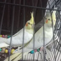 عروس هلندی|پرنده|کوچصفهان, |دیوار