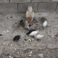 مرغ محلی با جوجه