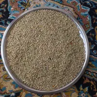 عدس تازه ممتار