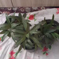 گلهای طبیعی|گل و گیاه طبیعی|شیروان (خراسان), |دیوار