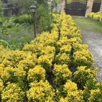 شمشاد طلایی وصال 33|گل و گیاه طبیعی|چابکسر, |دیوار