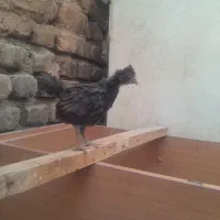 جوجه محلی گلپایگان واکسن خورده یکماه|حیوانات مزرعه|ملارد, |دیوار