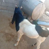 بز نر میش|حیوانات مزرعه|اندیمشک, |دیوار