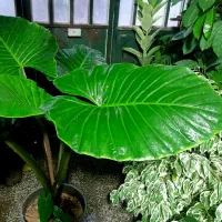 بابا آدم غول پیکر|گل و گیاه طبیعی|شیراز, شیخ روزبهان|دیوار