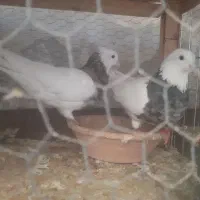 طوقی کرمانشاهی ده جفت یکجا