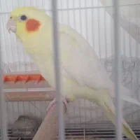 عروس‌هلندی‌ماده