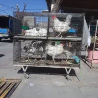 خروس محلی سنگین وزن