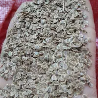 بذر شوید گاوریش