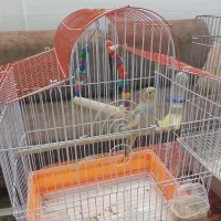 عروس هلندی|پرنده|یزد, |دیوار