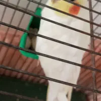 سخنگو|پرنده|اسدآباد, |دیوار