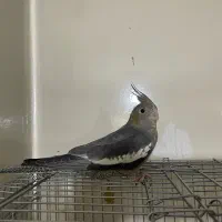 عروس هلندی|پرنده|فردیس, شهرک وحدت|دیوار